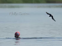 Foto: Witvleugelstern [Chlidonias leucopterus] Reeuwijkse plassen (9mei2026)    
